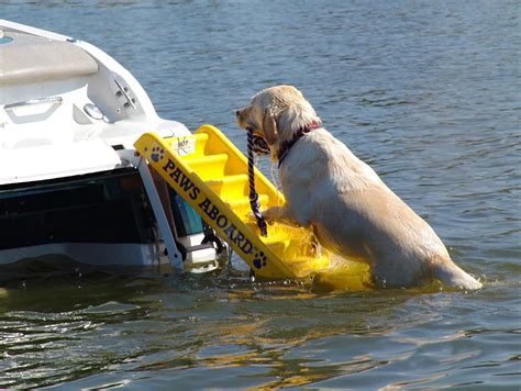 Best Dog Ramps For Boats